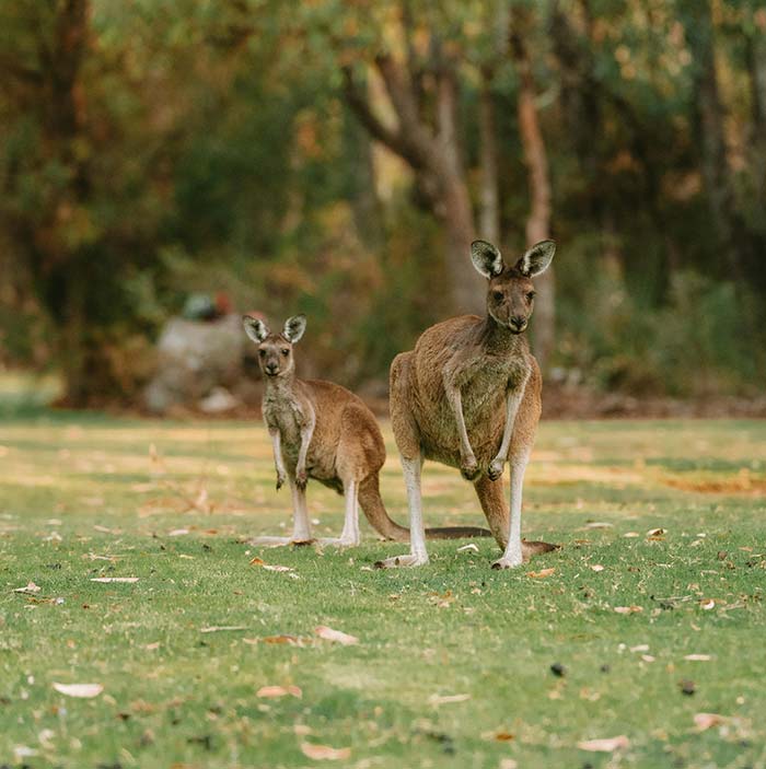 visa-migration-adelaide-9